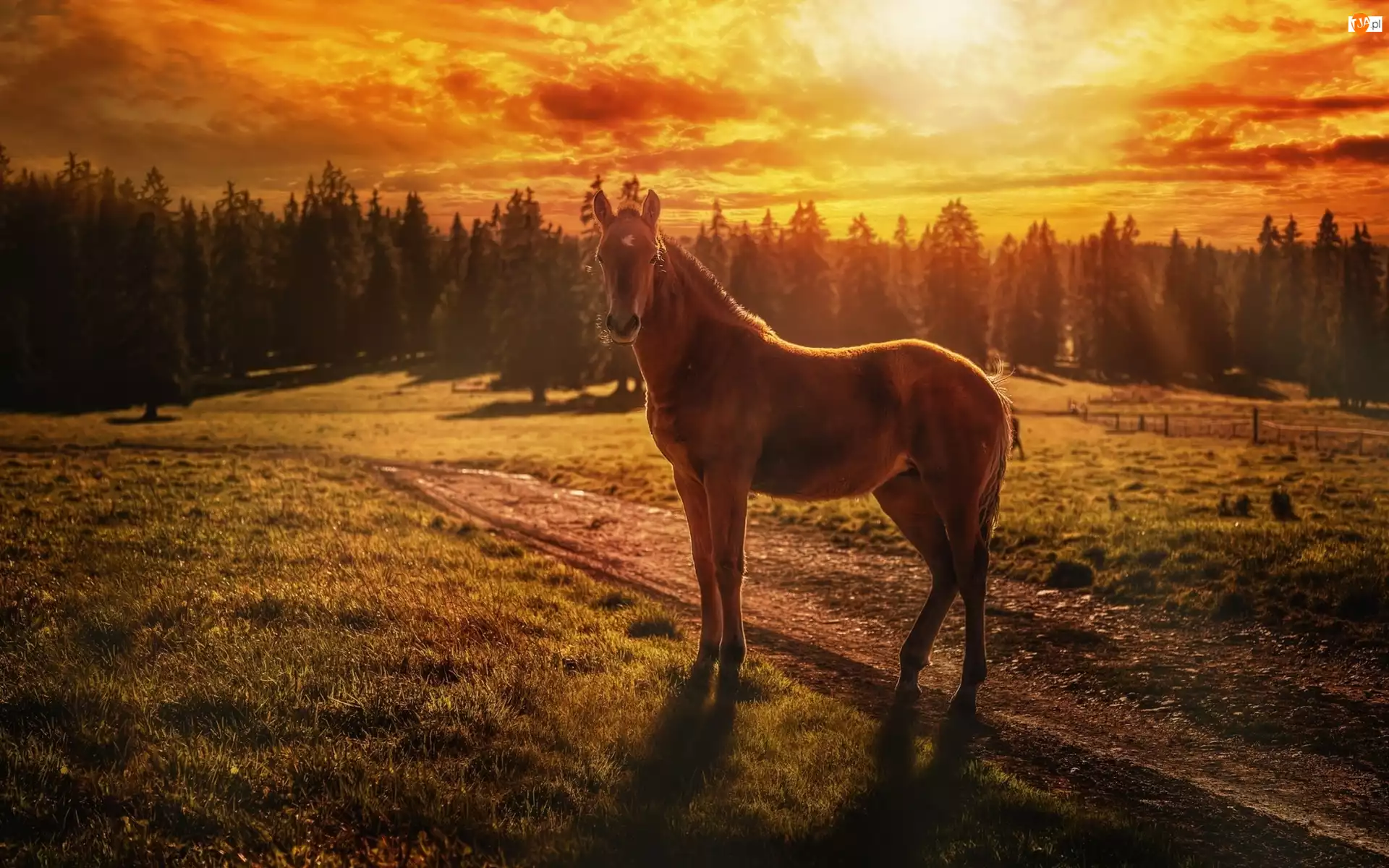 Las, Koń, Zachód Słońca
