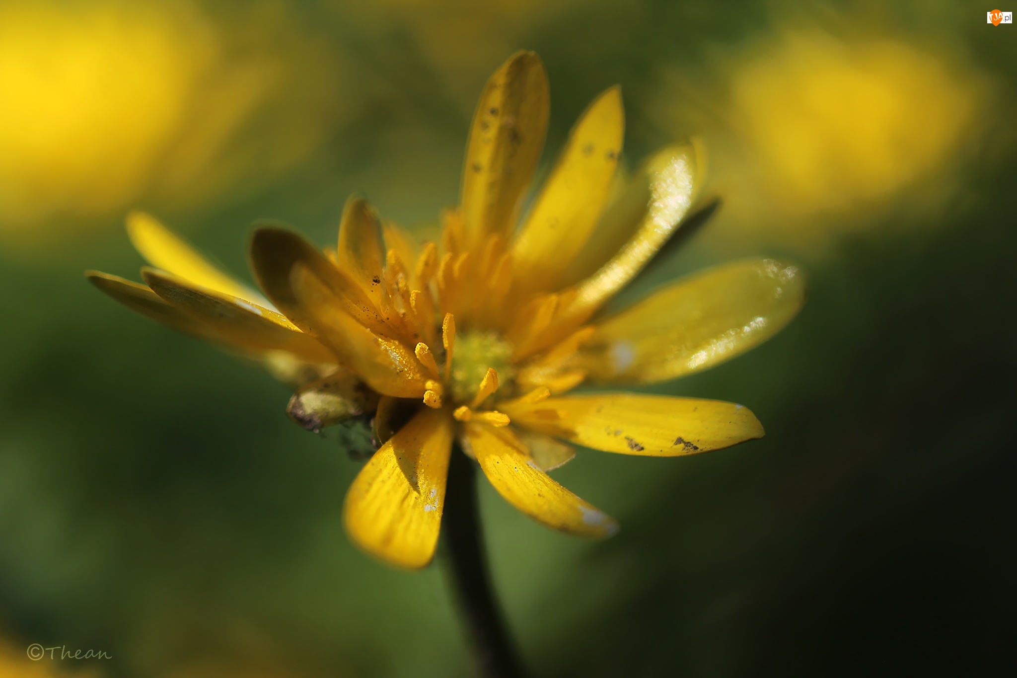 Żółty, Ziarnopłon Wiosenny, Kwiat
