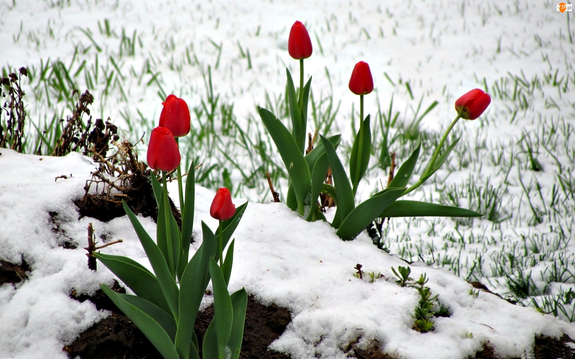 Śnieg, Czerwone, Tulipany