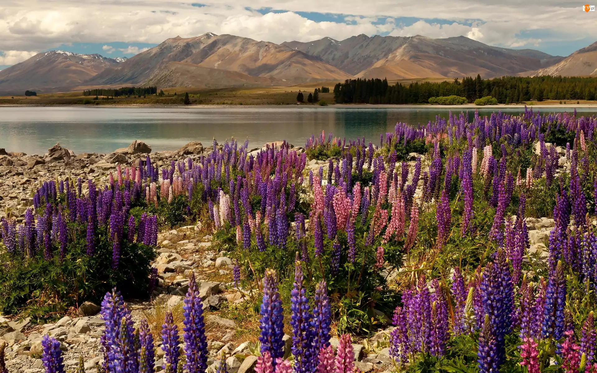 Jezioro, Nowa Zelandia, Brzeg, Łubin, Góry, Kwiaty