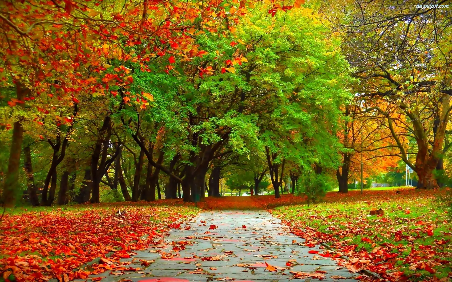 Liście, Jesień, Ścieżka, Park, Drzewa