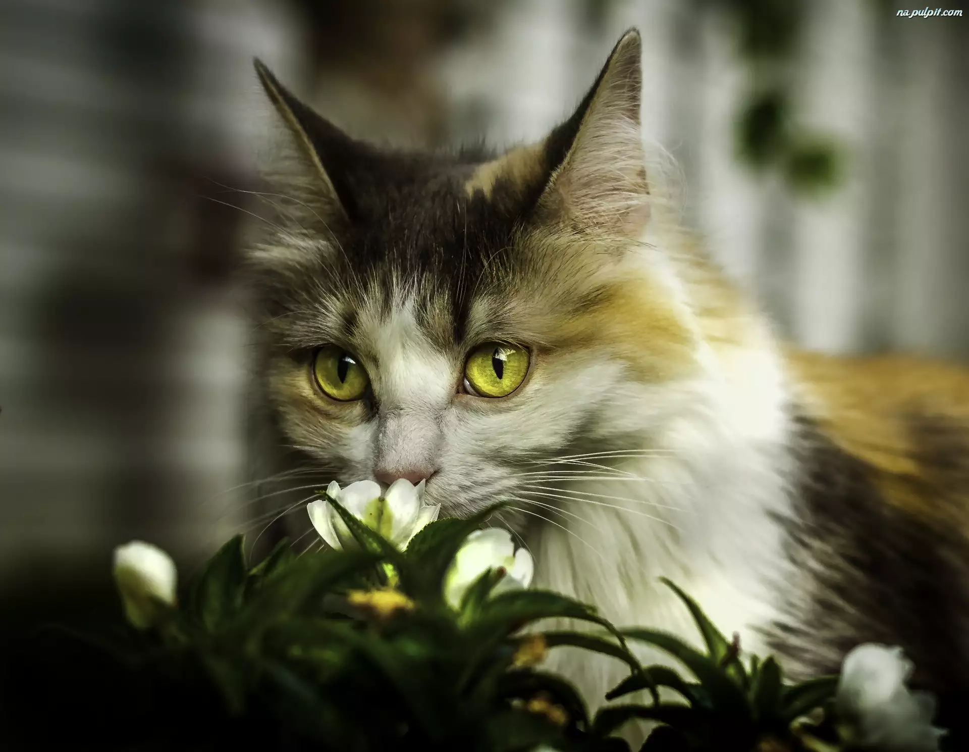 Kot, Rozmycie, Białe, Kwiaty