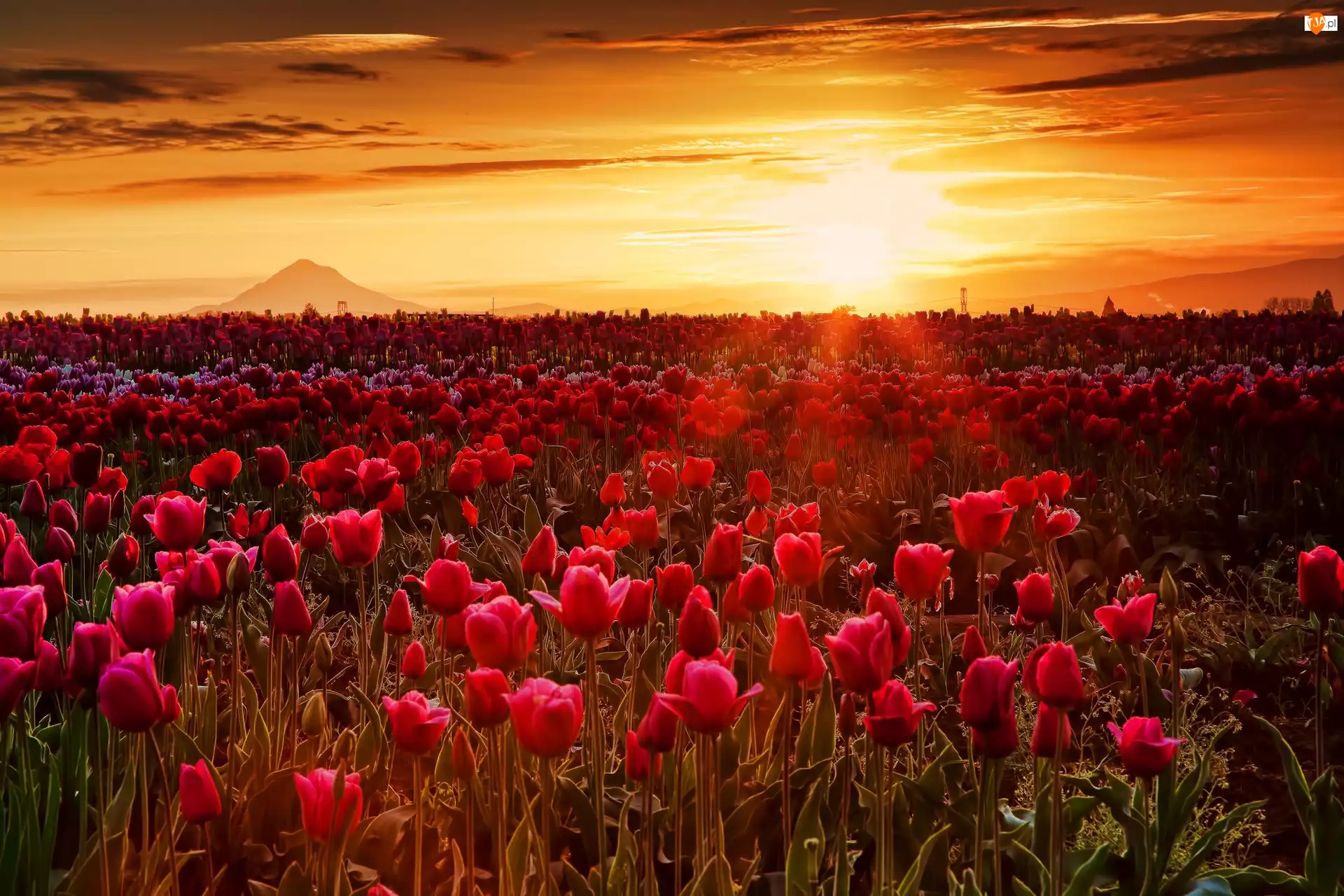 Zachód słońca, Tulipany, Promienie, Mgła