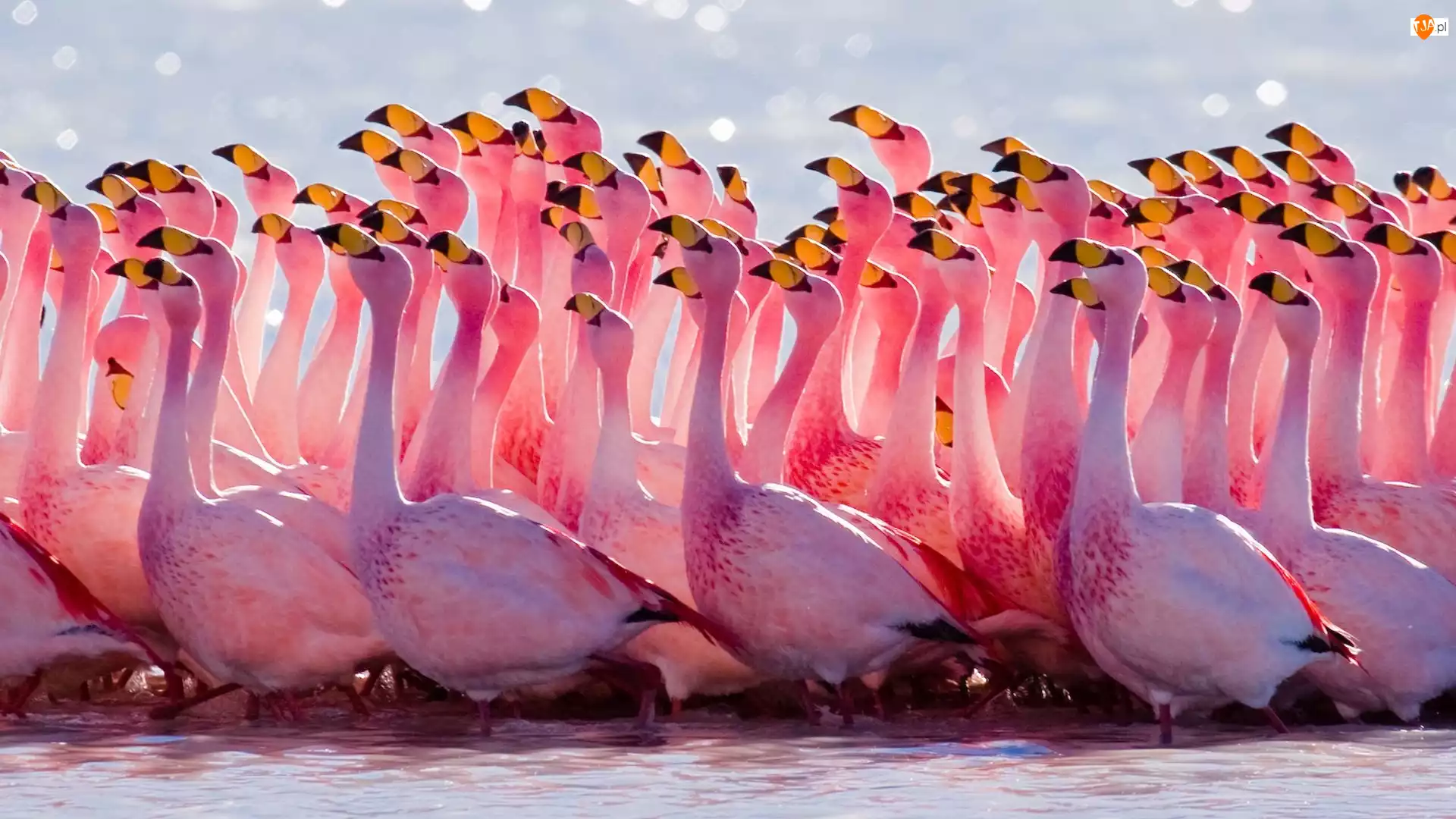 Stado, Flamingów