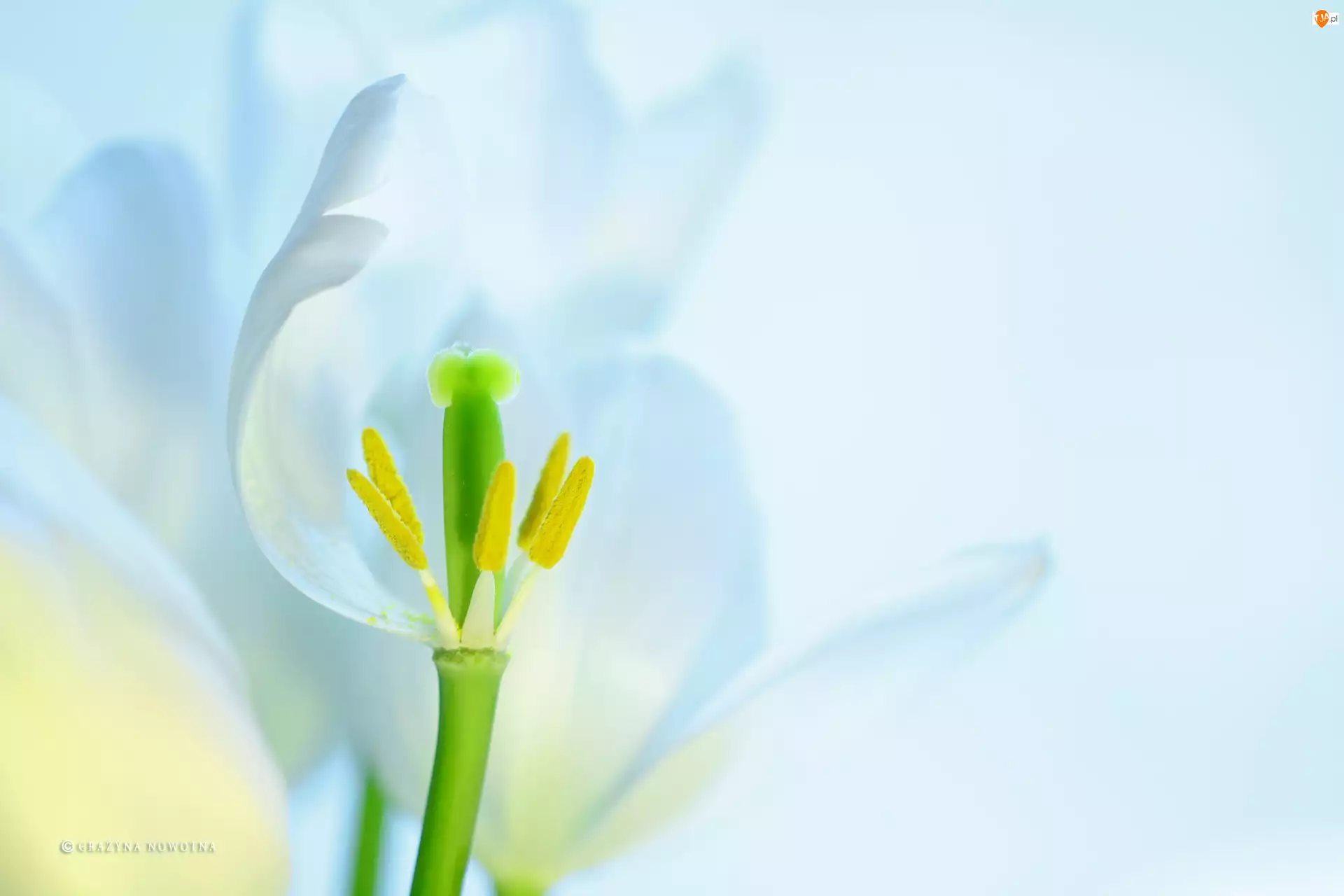 Tulipan, Pręciki, Biały, Kwiat