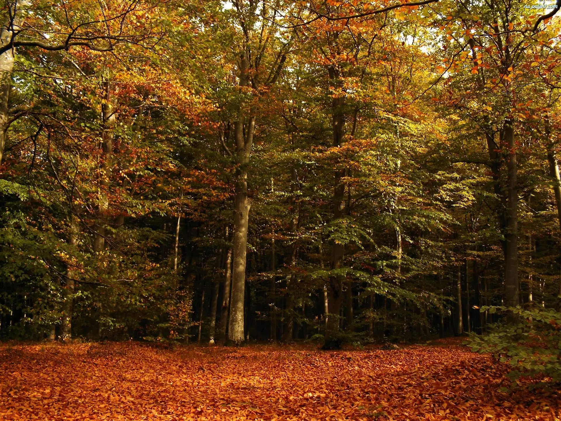 Las, Liście, Jesienią, Drzewa