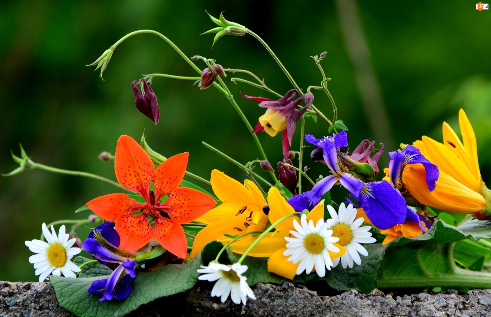 Bukiet, Murek, Kwiatów, Liść