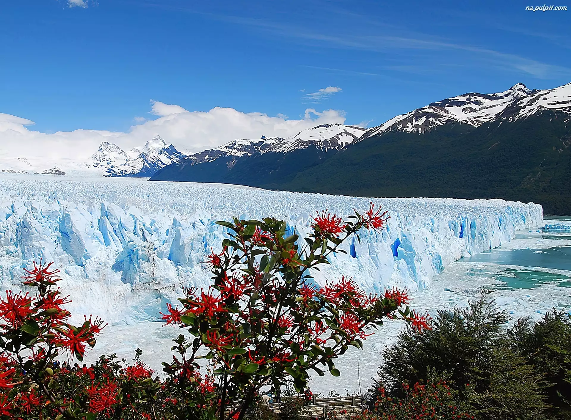 Perito Moreno, Góry, Argentyna, Lodowiec, Prowincja Santa Cruz, Park Narodowy Los Glaciares, Drzewa
