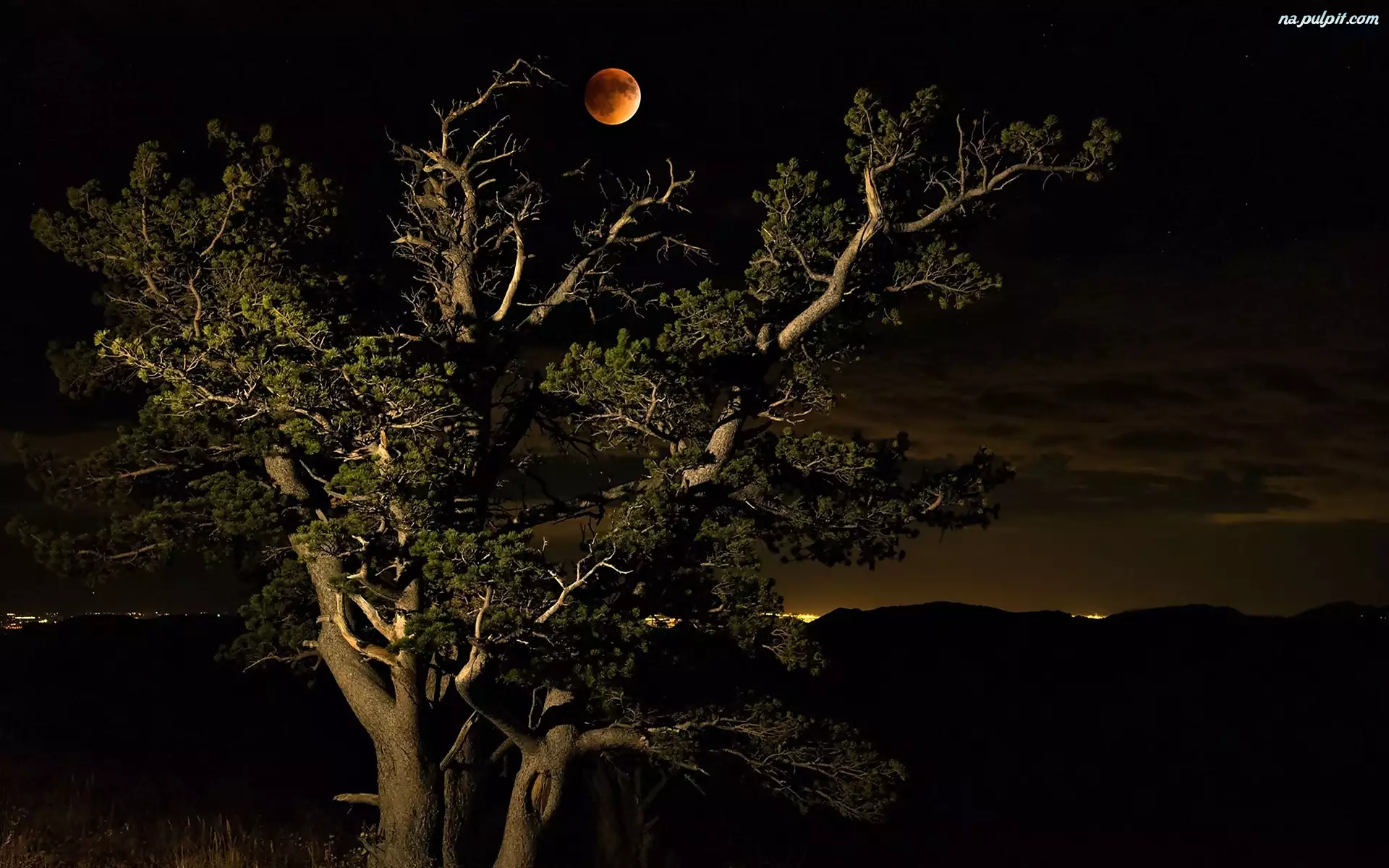 Księżyc, Noc, Drzewo