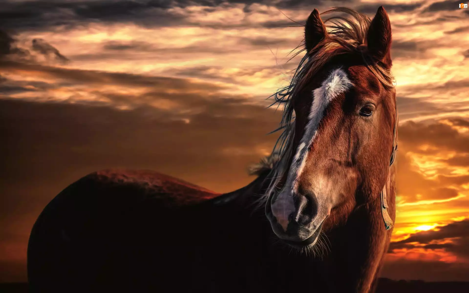 Gniady koń, Zachód słońca