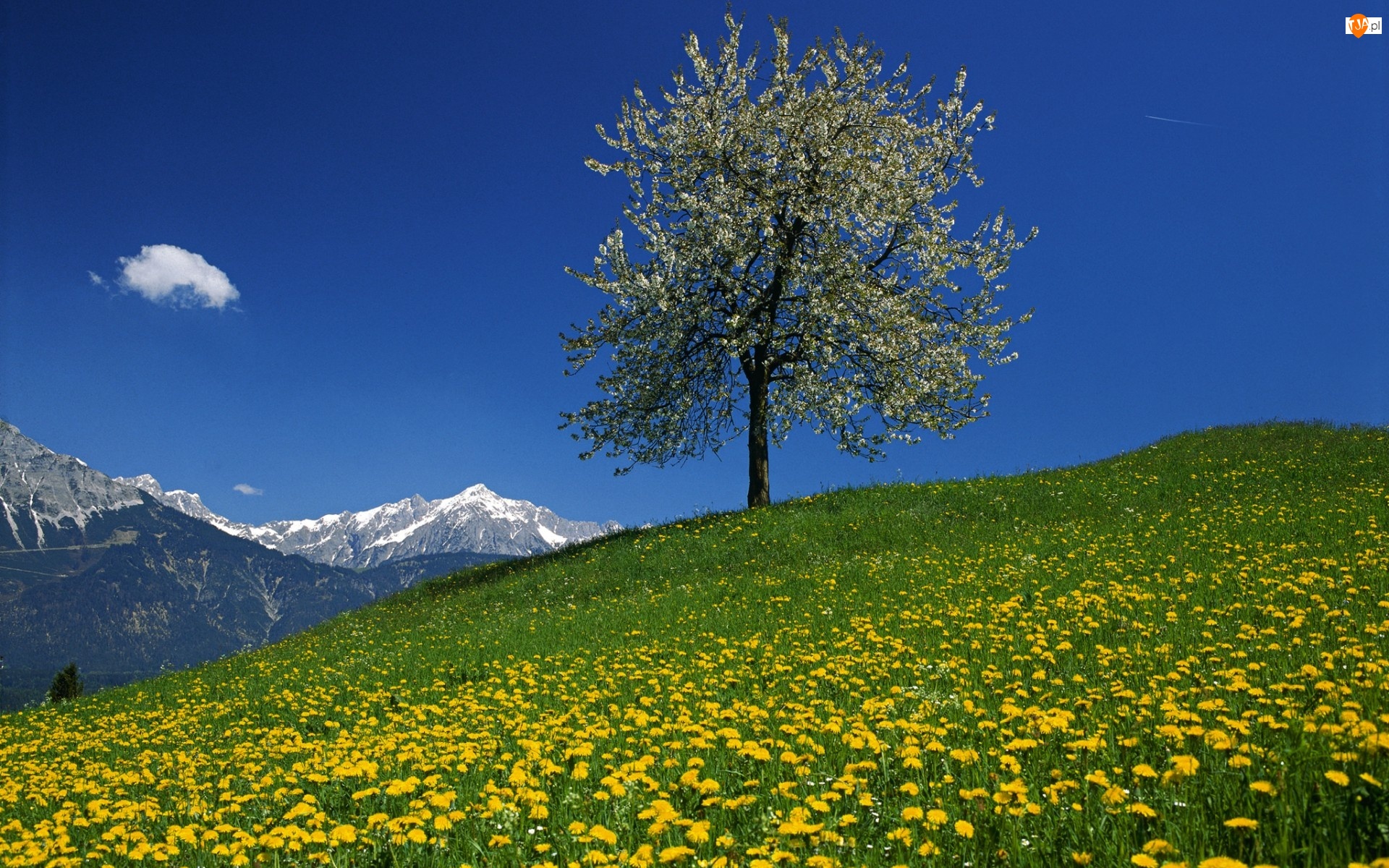 Drzewo, Kwitnące, Kwiaty, Wiosna, Łąka, Góry