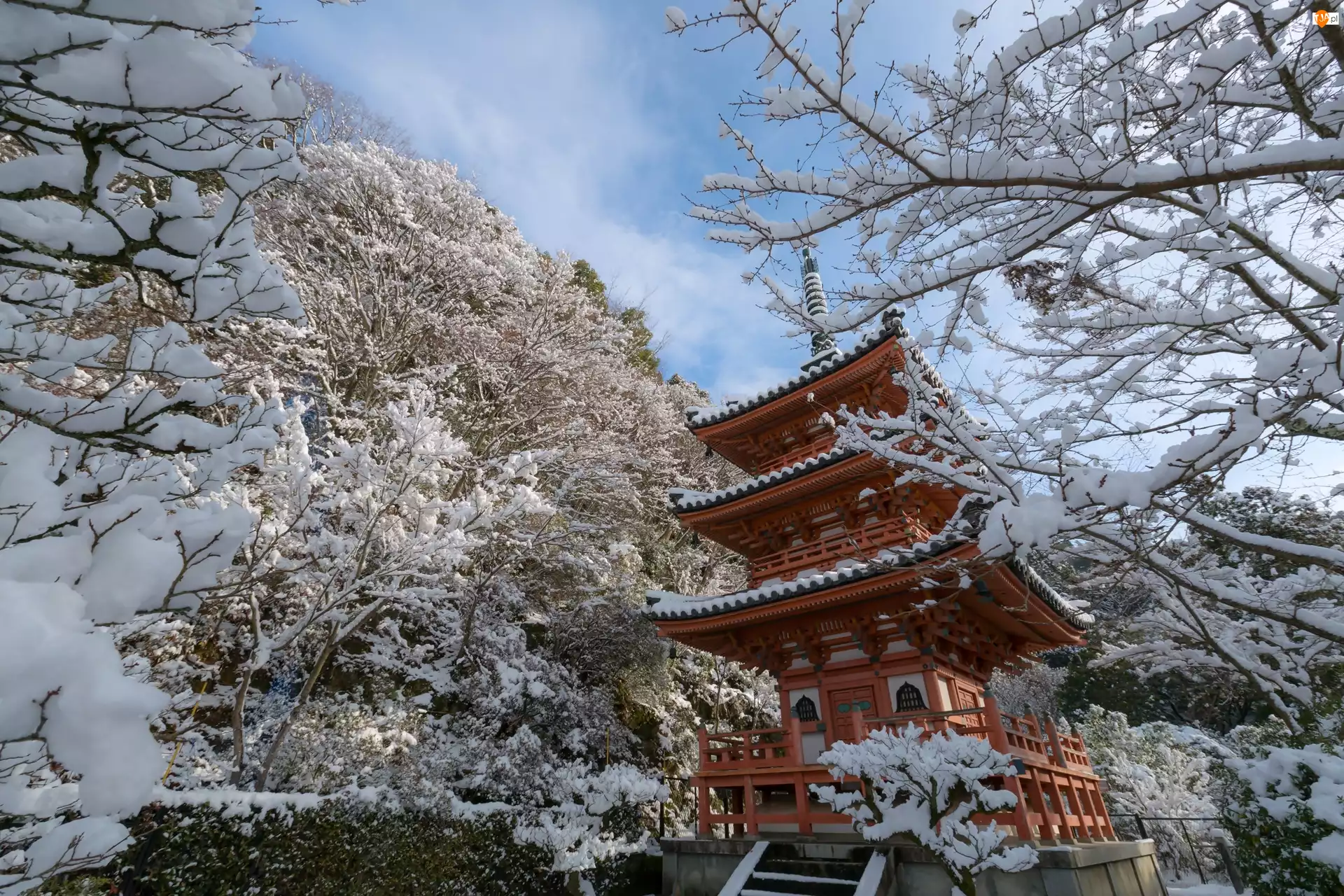 Japonia, Zima, Drzewa, Świątynia, Kyoto