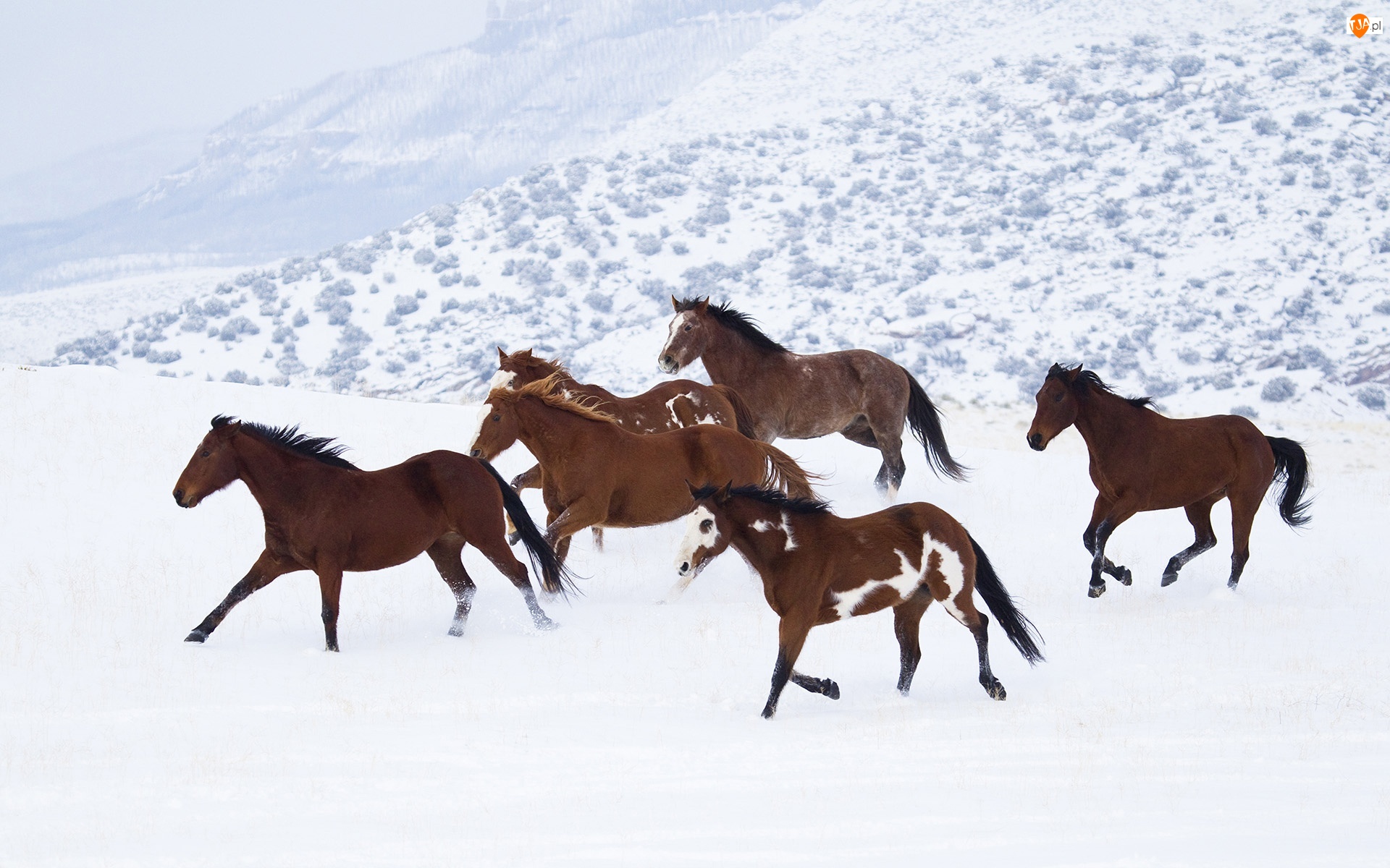 Zima, Konie, Śnieg