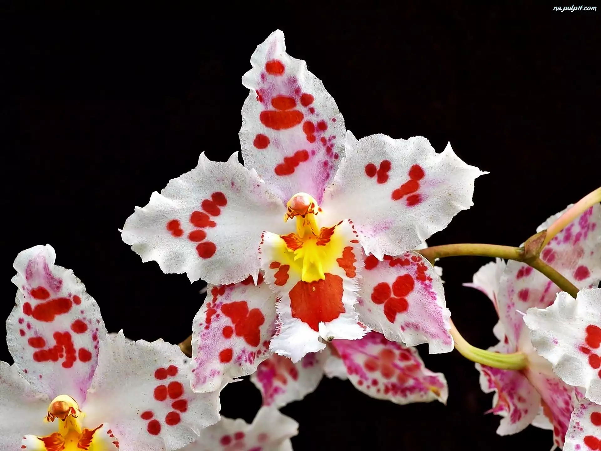 Orchidea, Nakrapiana