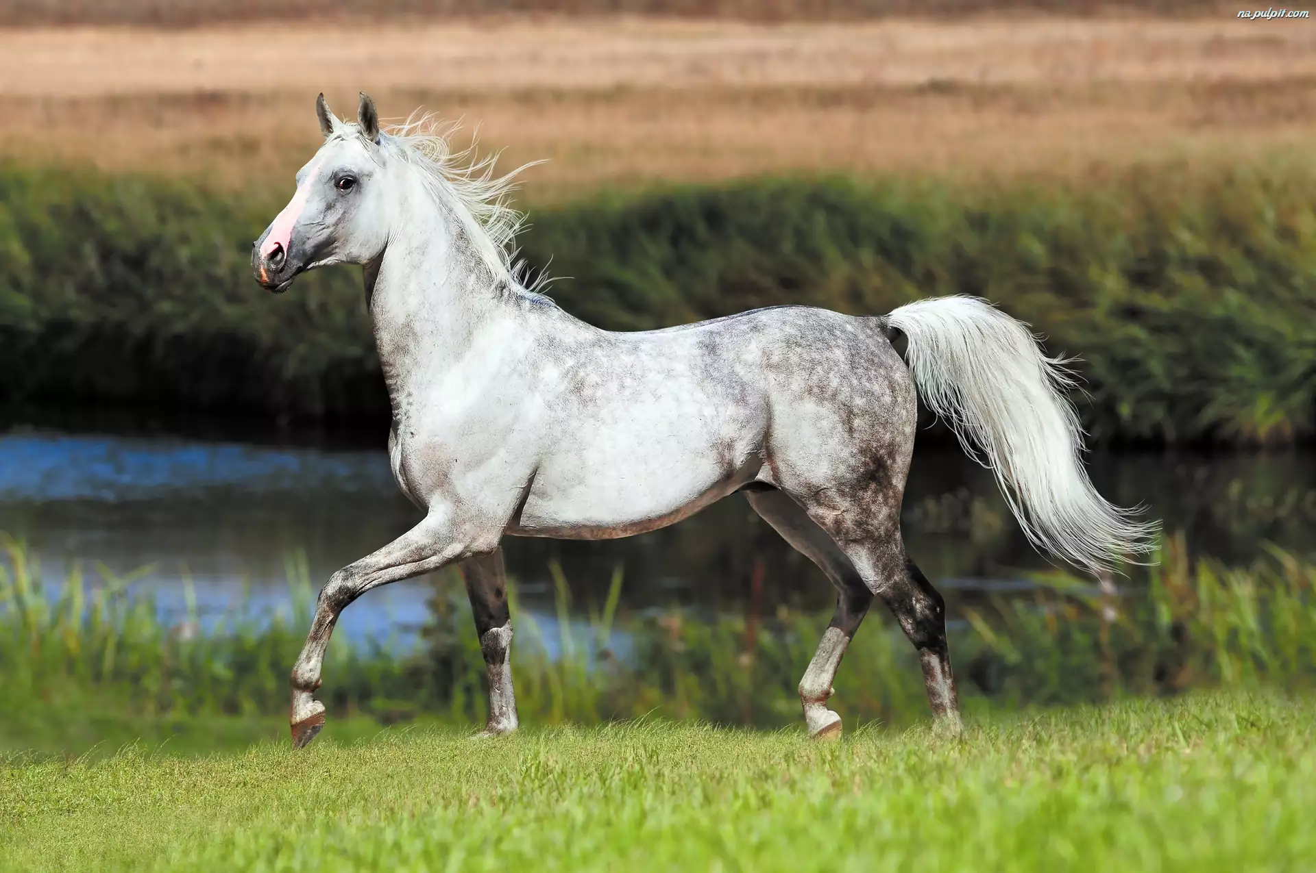 Trawa, Biały, Koń