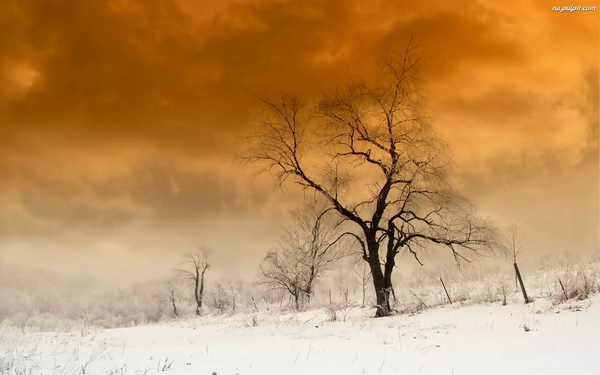 Zima, Drzewa, Droga, Pola, Chmury