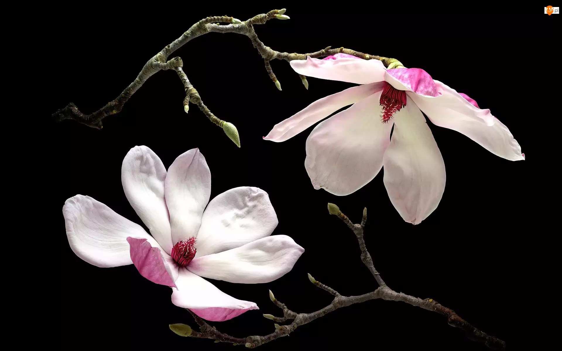 Gałązki, Kwiaty, Magnolia