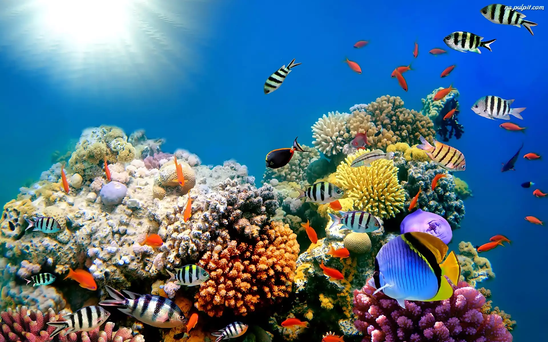 Rafa Koralowa, Kolorowe, Głębiny Morskie, Ryby