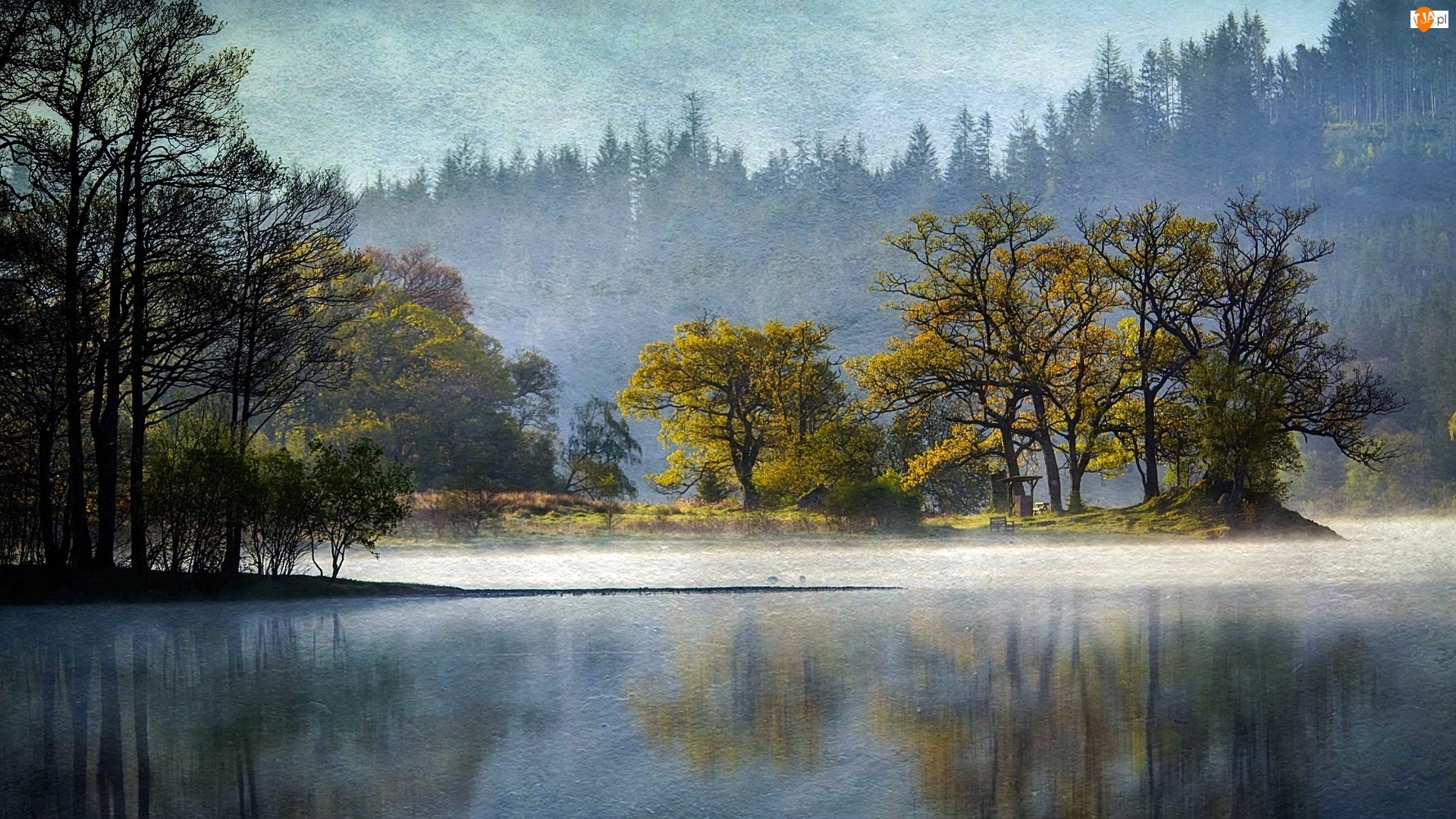 Obraz, Drzewa, Las, Jezioro