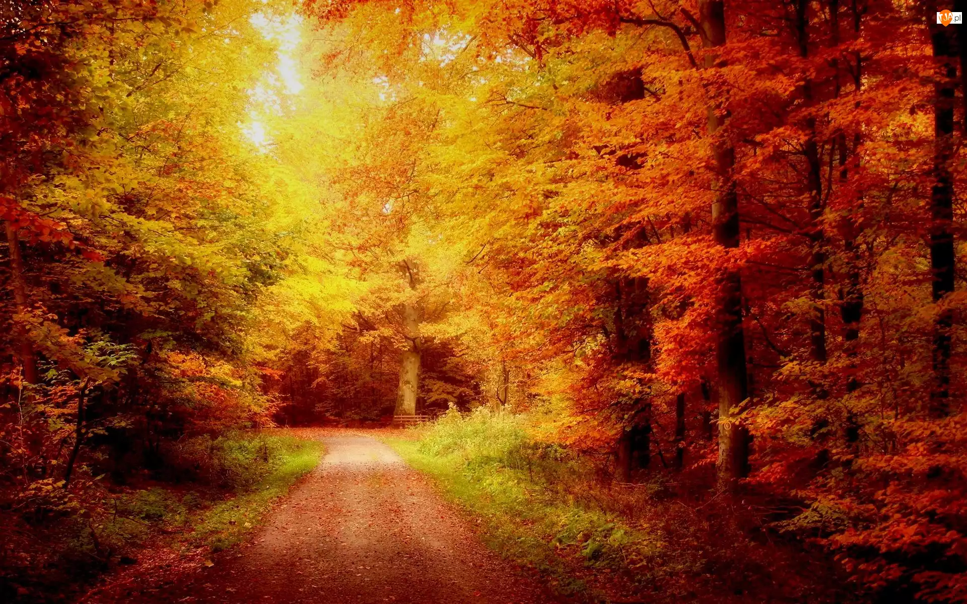 Las, Jesień, Droga, Złota