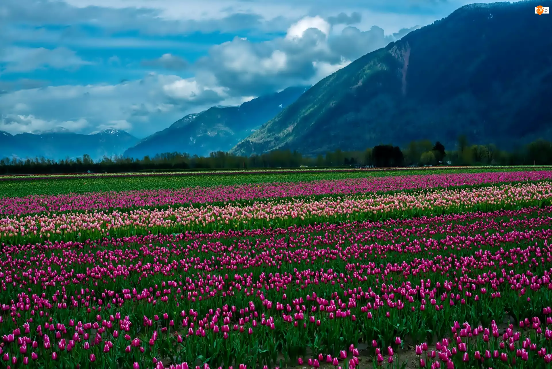 Góry, Plantacja, Tulipanów