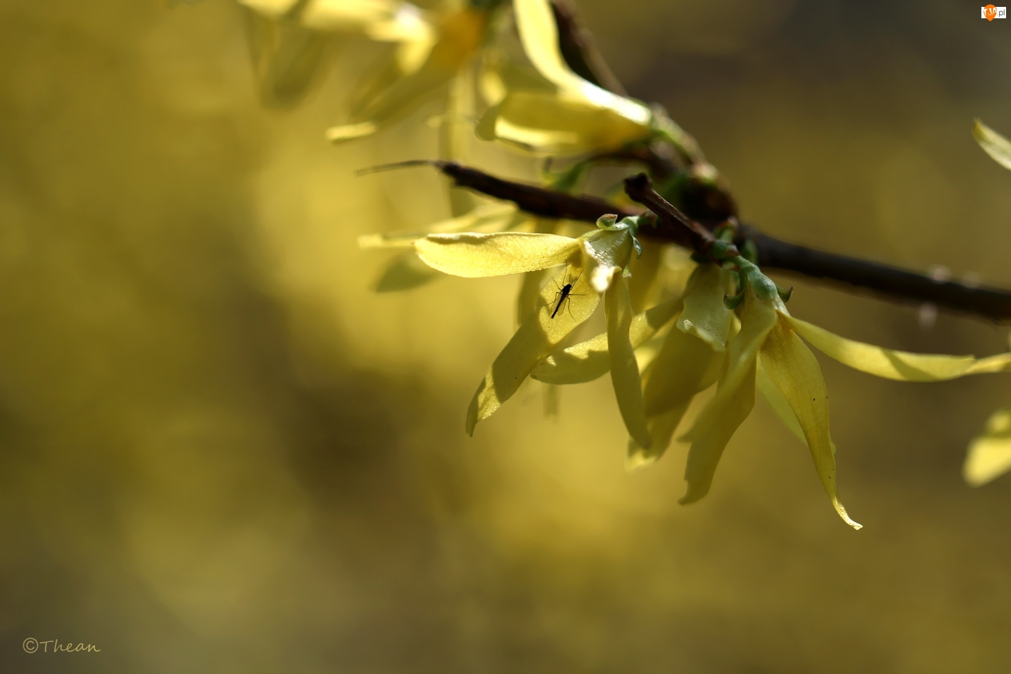 Żółte, Wiosna, Kwiaty, Forsycja