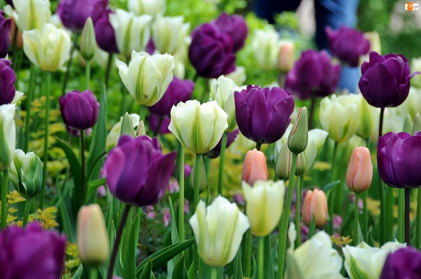 Wiosna, Fioletowe Tulipany, Park, Biało