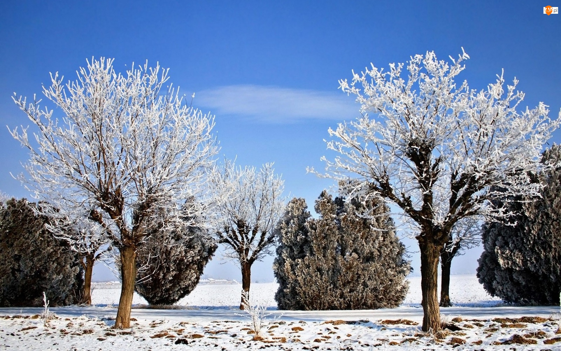 Zima, Droga, Drzewa
