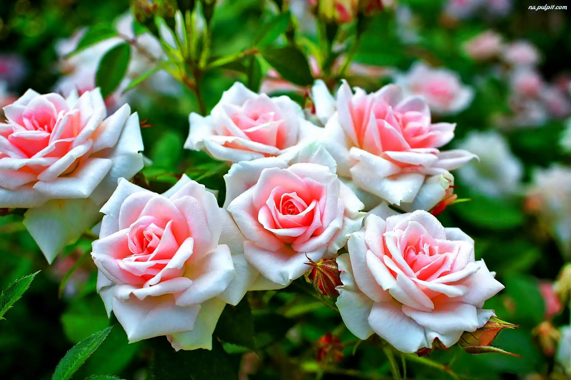 Krzew, Róż, Biało, Różowych