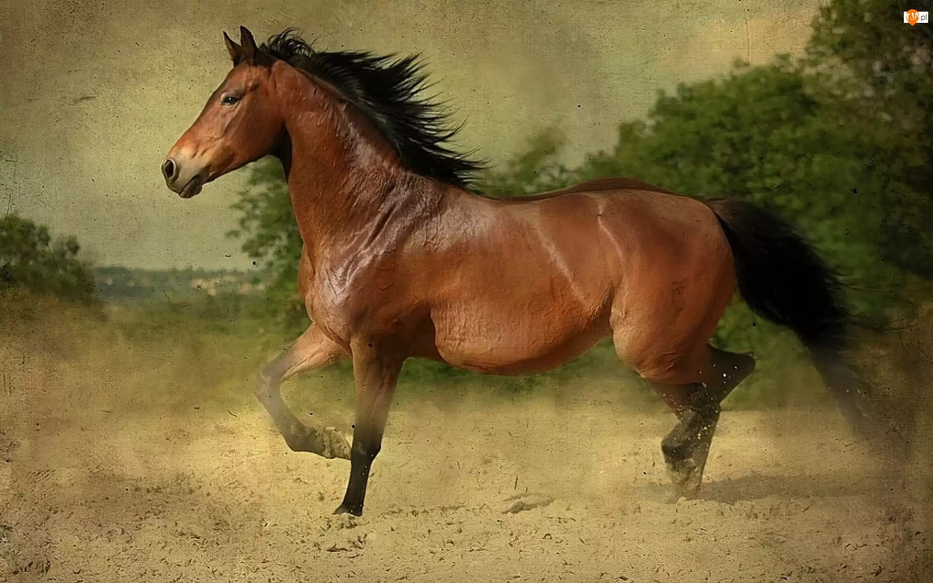Koń, Brązowy