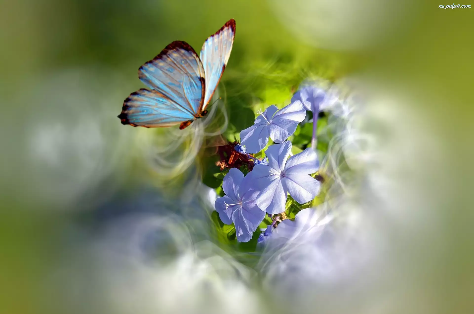 Motylek, Kwiaty