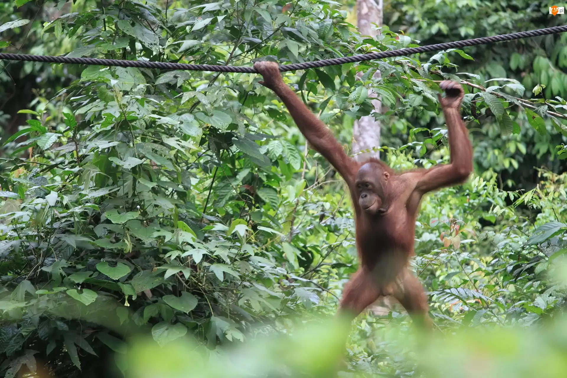 Lina, Orangutan, Dżungla