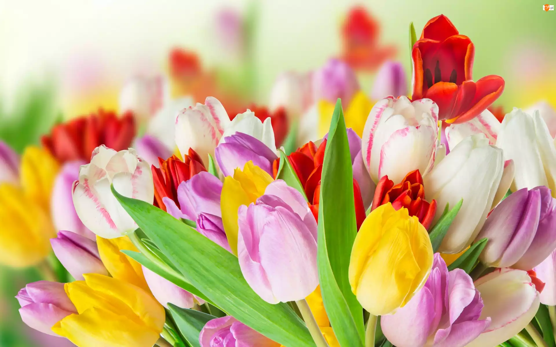 Bukiet Kwiatów, Tulipany, Kwiaty
