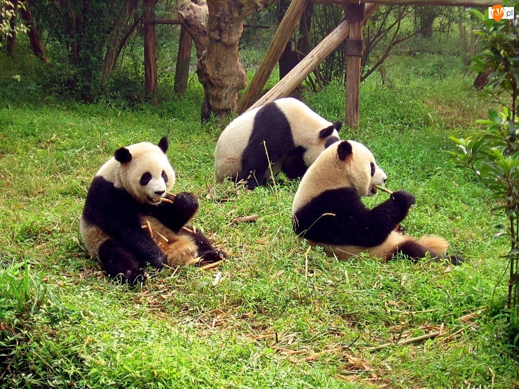 Pandy, Trzy, Jedzące, Bambus