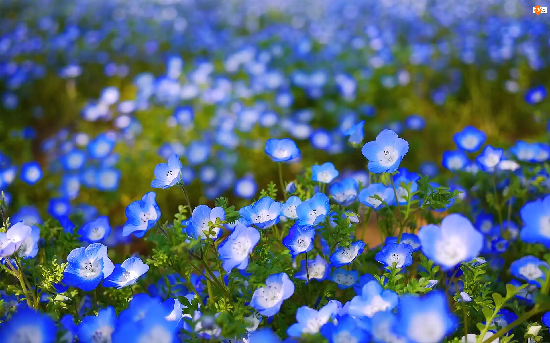 Heliotrop, Niebieskie, Kwiatki