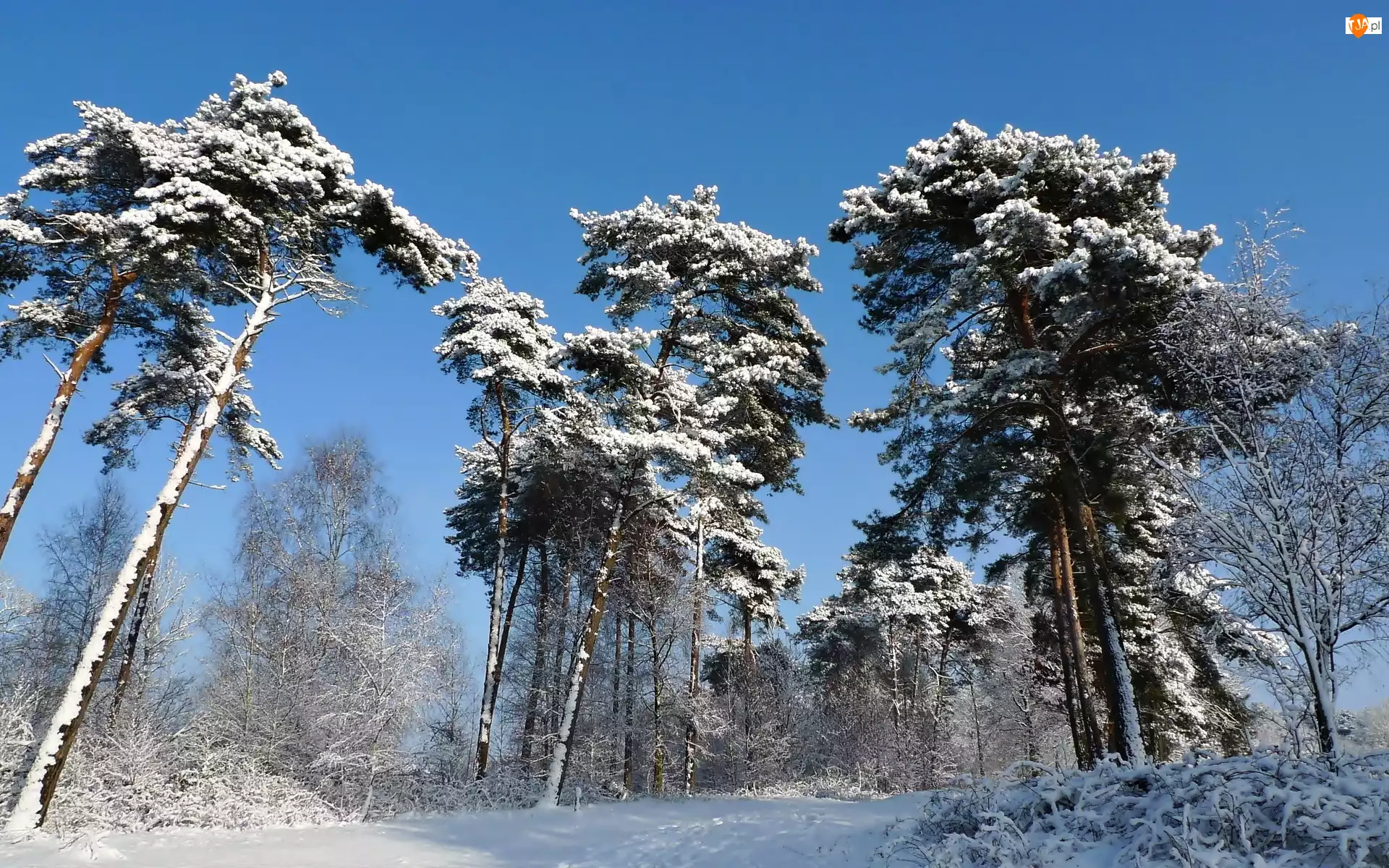 Drzewa, Zima, Śnieg, Las