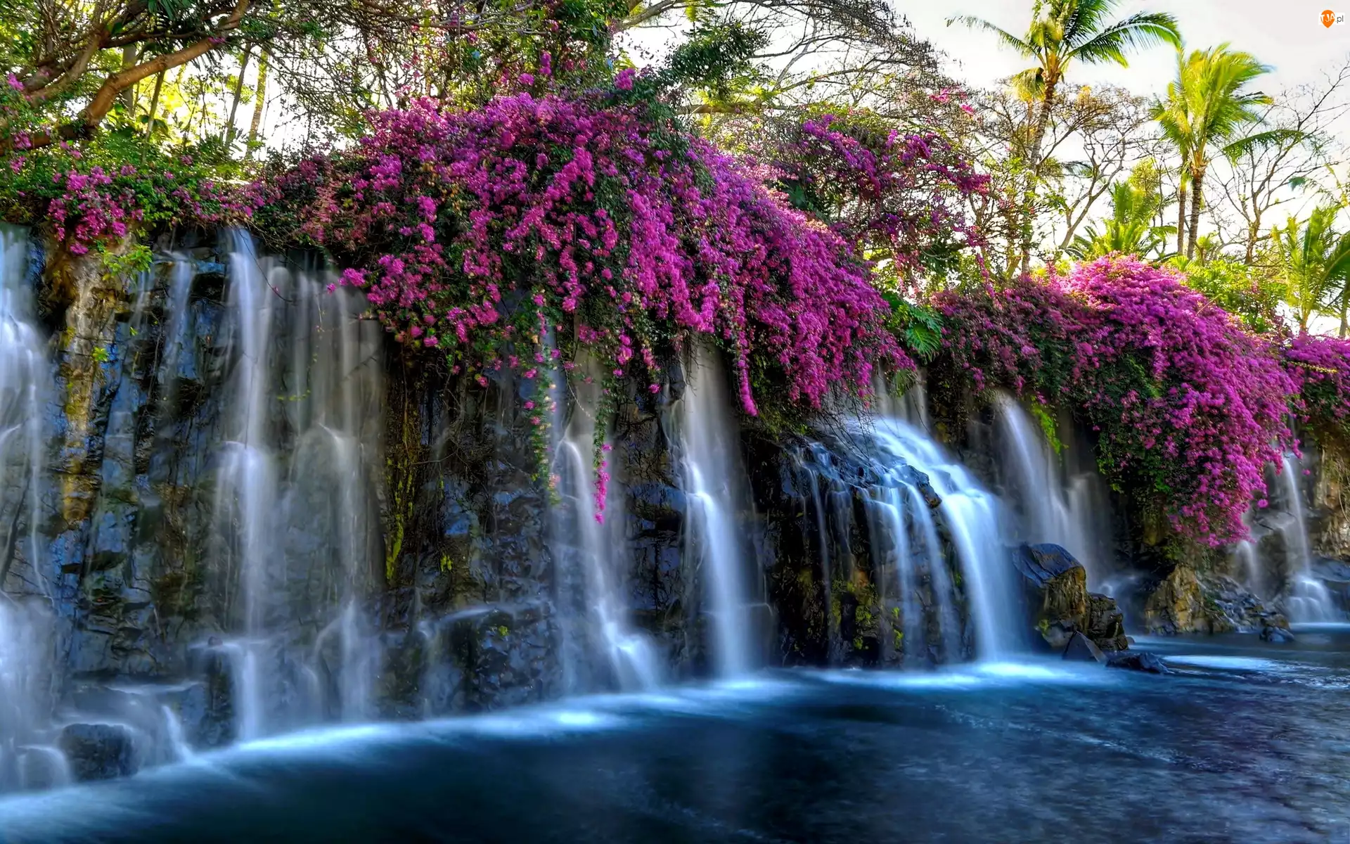 Kwiaty, Wodospad, Purpurowe