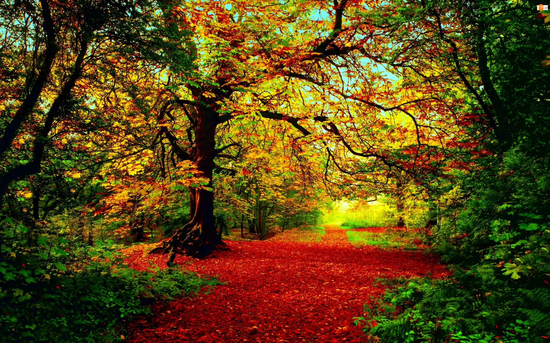 Dróżka, Drzewa, Jesień, Liście, Las, Ścieżka