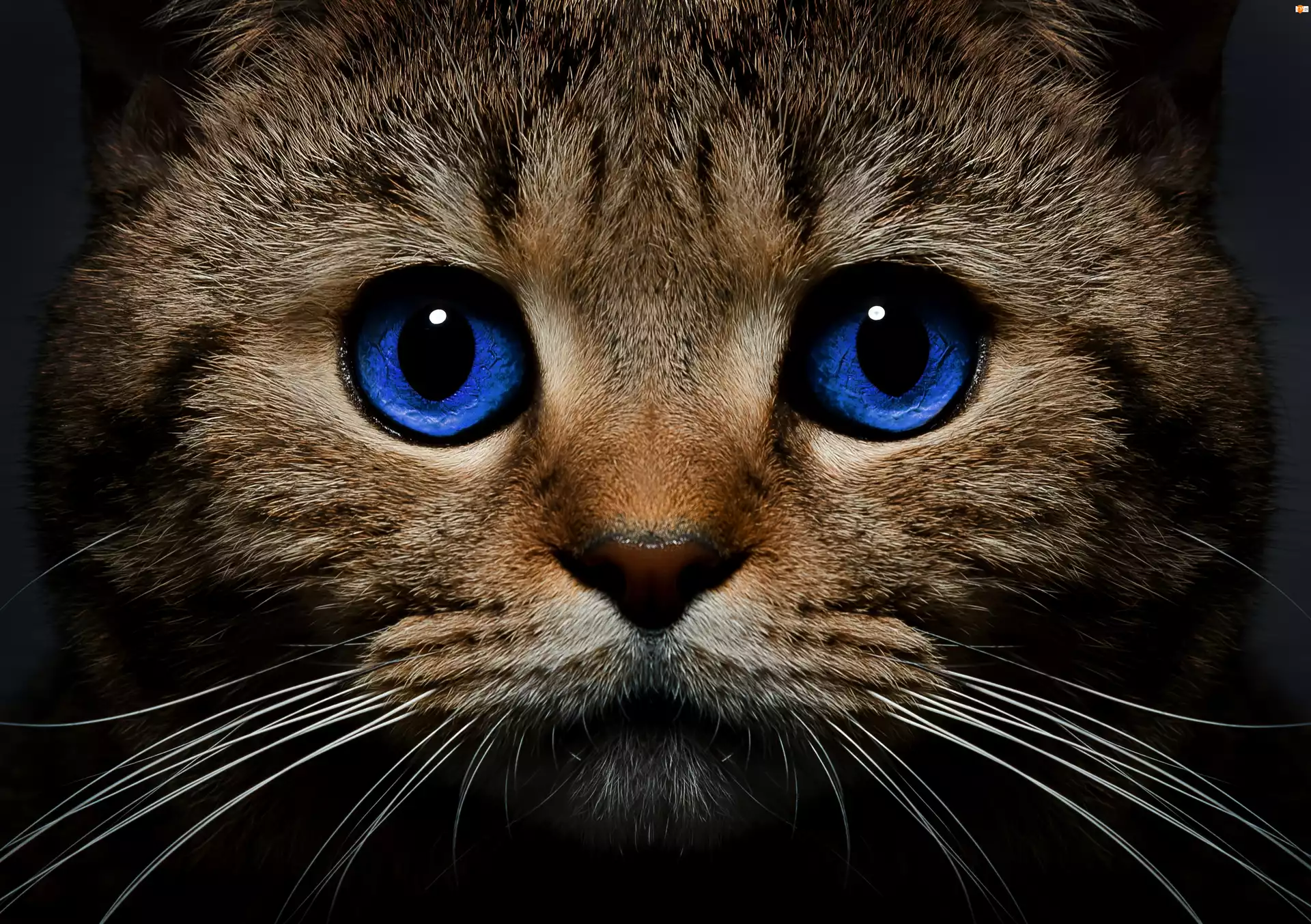 Spojrzenie, Kot, Niebieskie, Oczy