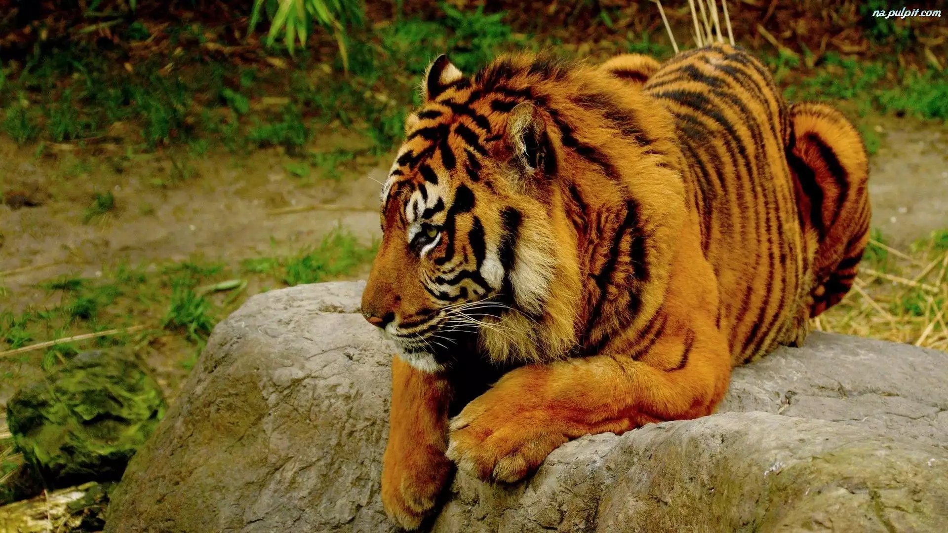 Skała, Tygrys, Bengalski