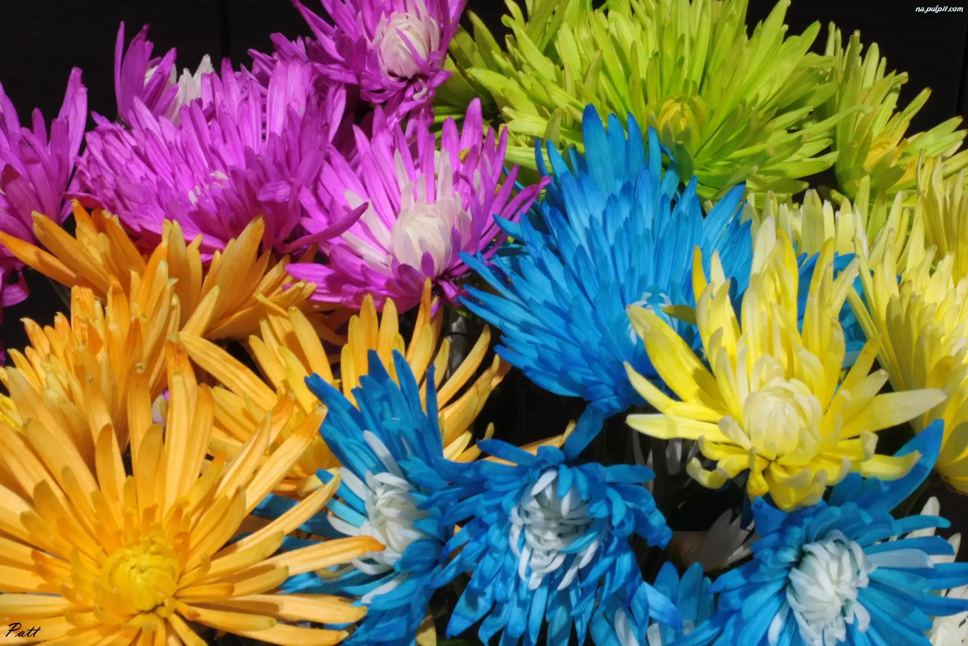 Margerytki, Kwiaty, Kolorowe