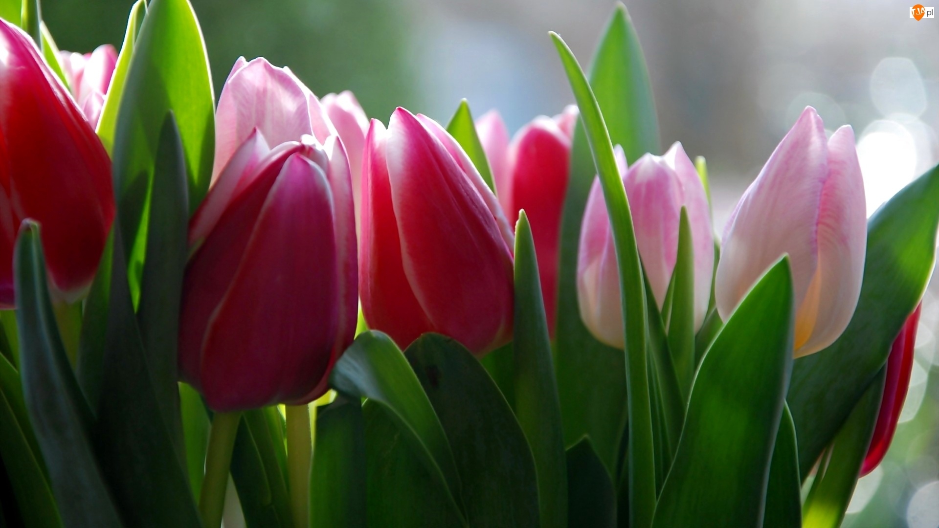 Tulipany, Czerwone, Różowe