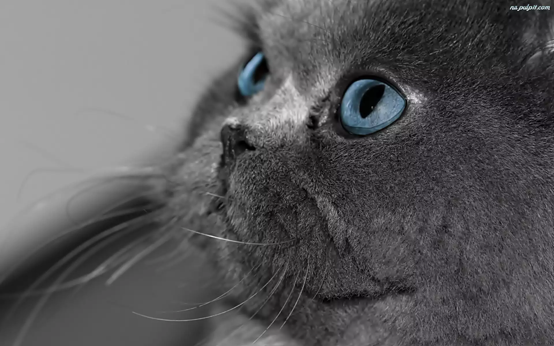 Niebieskie Oczy, Kot