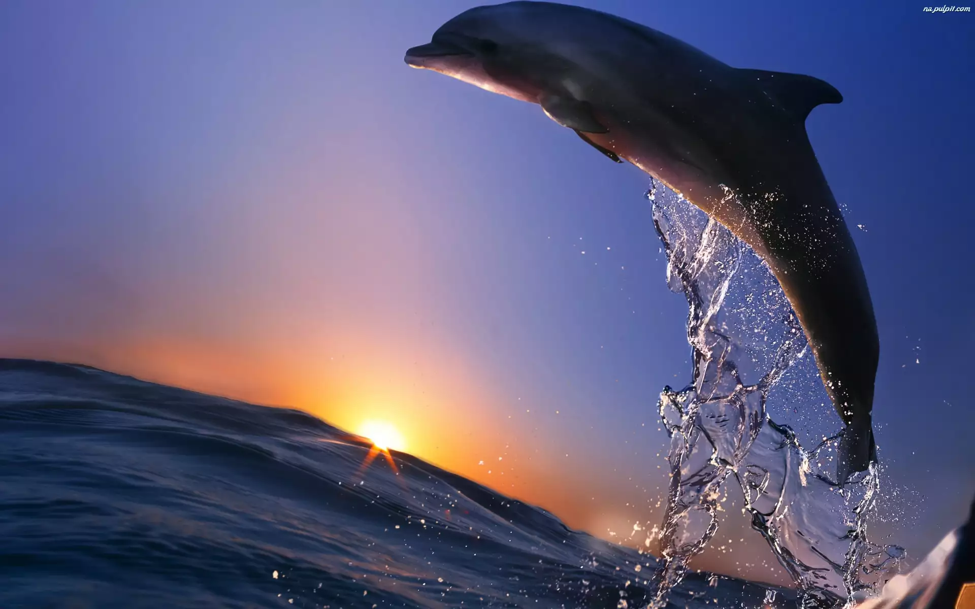 Delfin, Wyskakujący