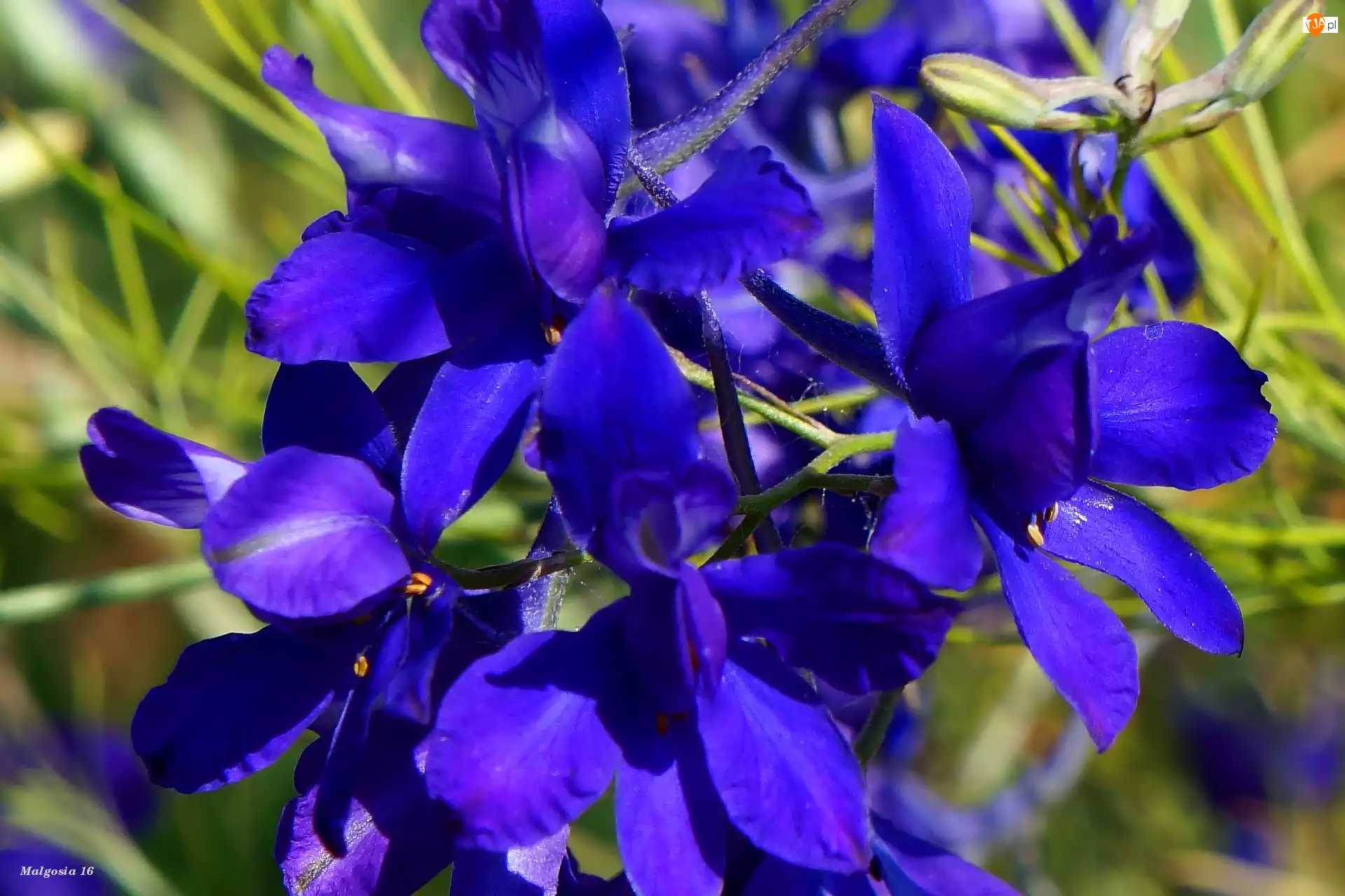 Kwiaty, Niebieskie, Polne