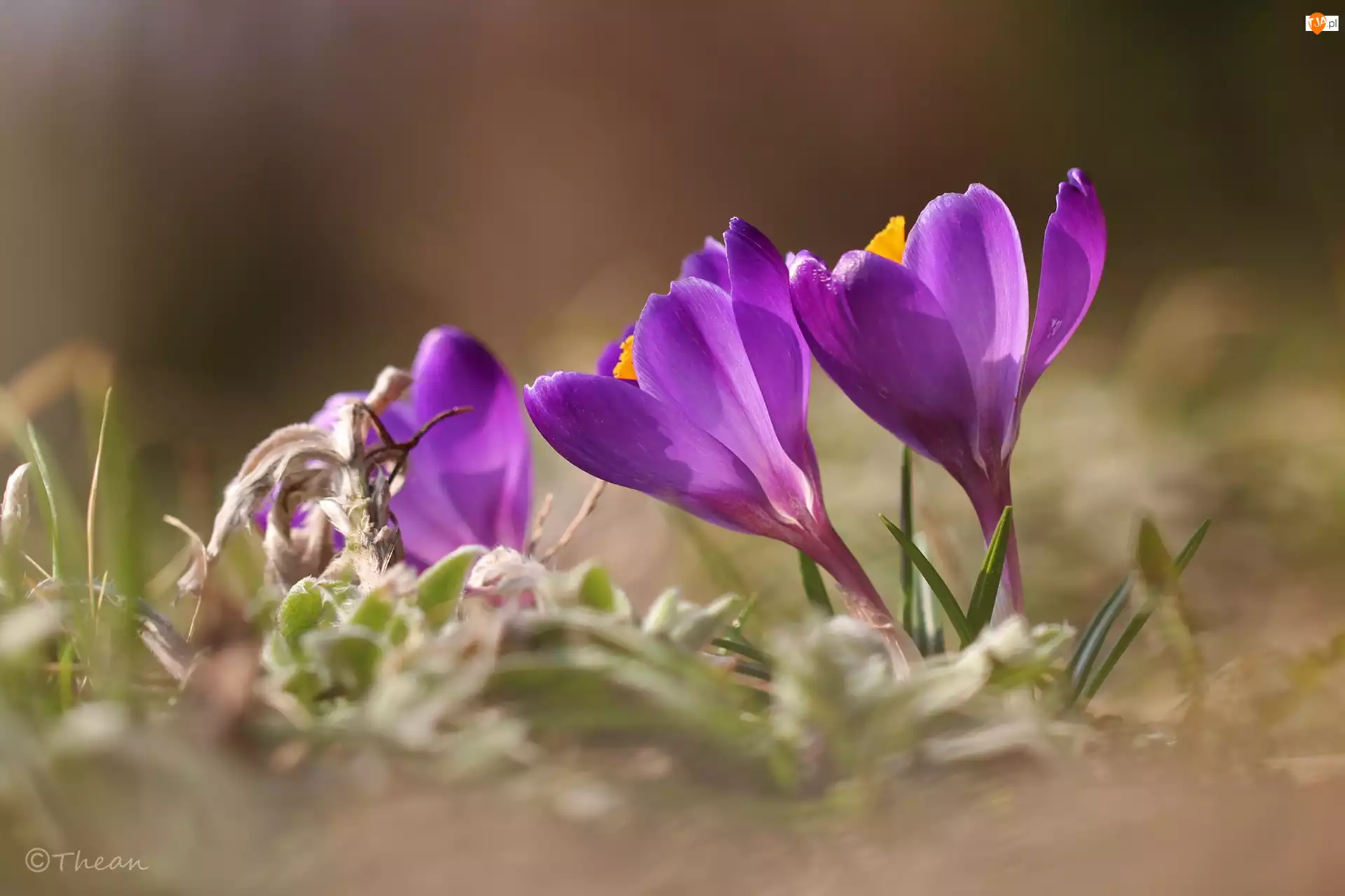 Fioletowe, Kwiaty, Krokusy, Wiosna