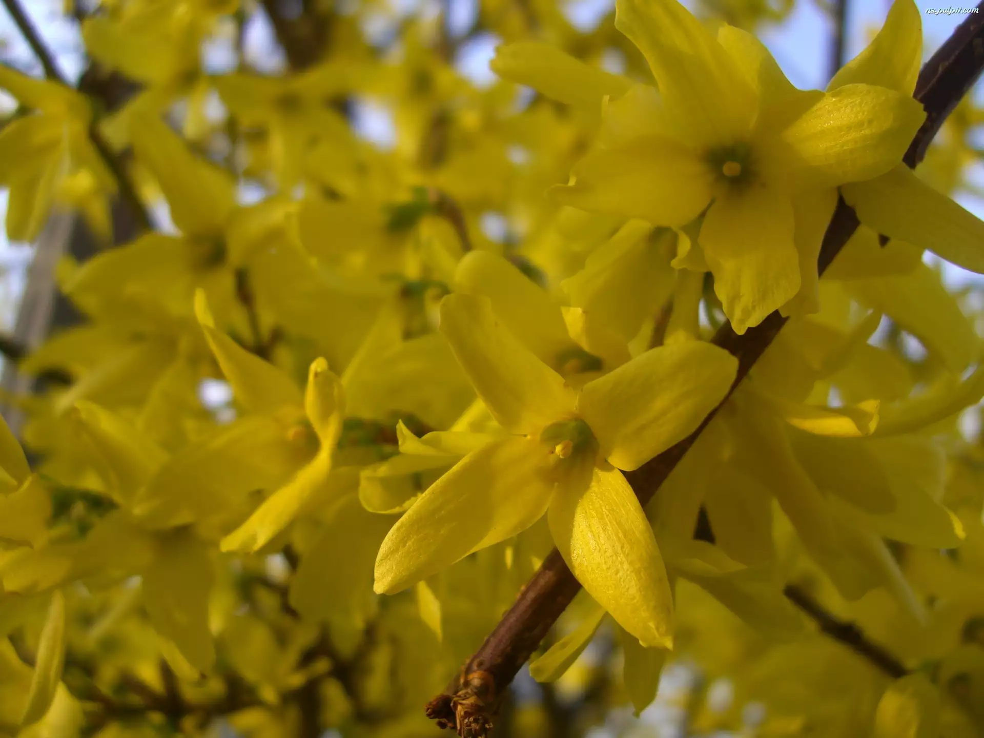 Żółte, Forsycja, Kwiaty