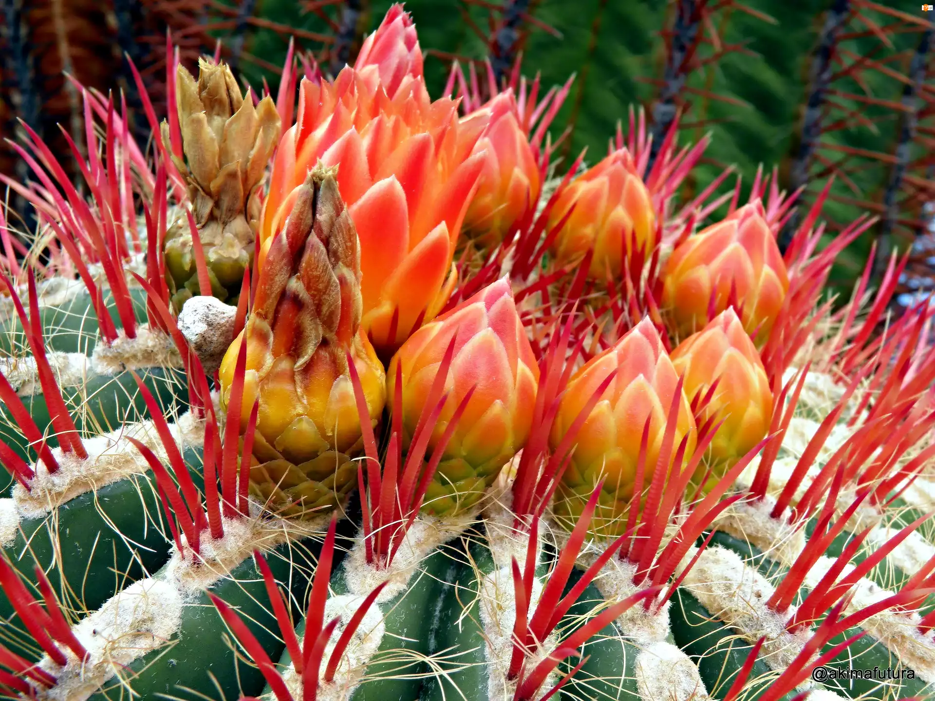 Makro, Kwitnący Kaktus
