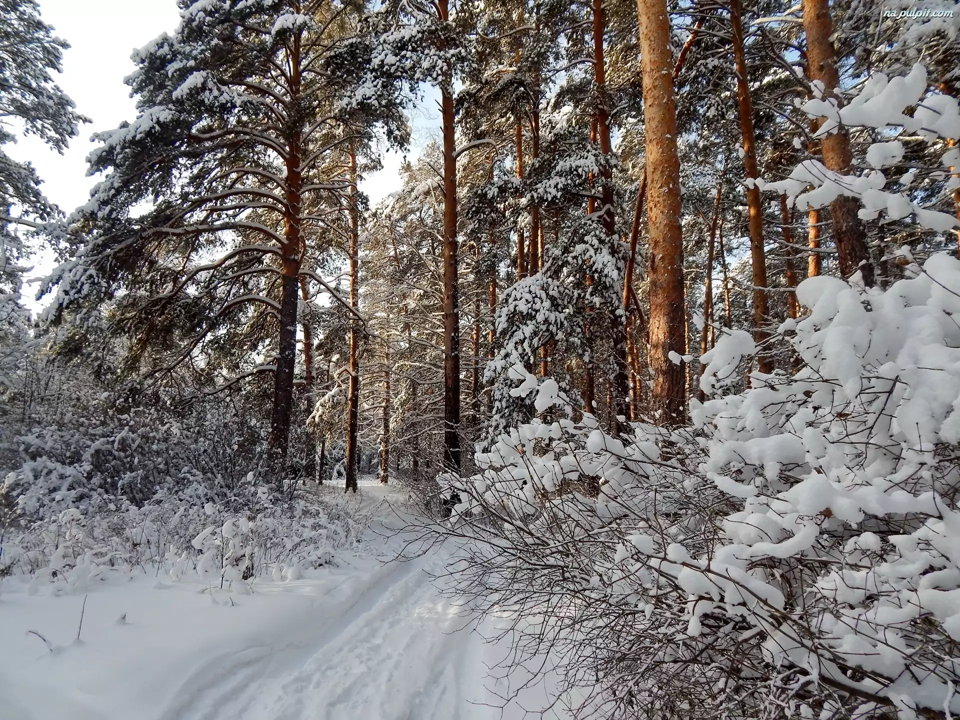 Droga, Drzewa, Zima, Śnieg, Las, Ośnieżone