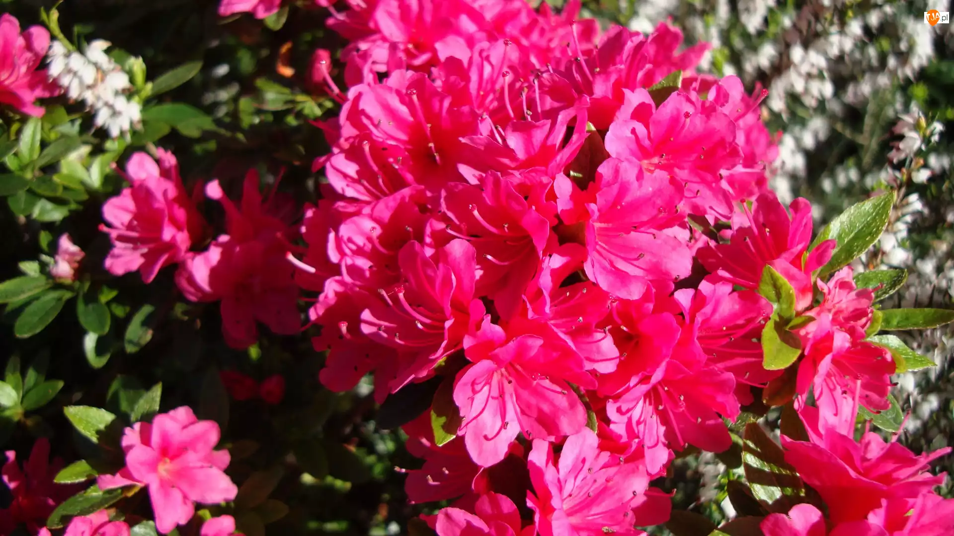 Różanecznik, Kwiaty, Azalii
